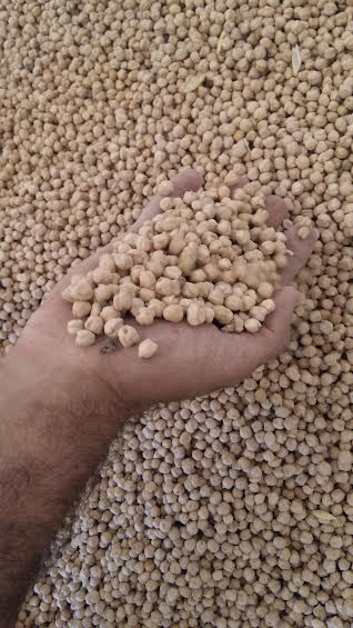 توزیع کننده نخود سفید دانه درشت کرمانشاه